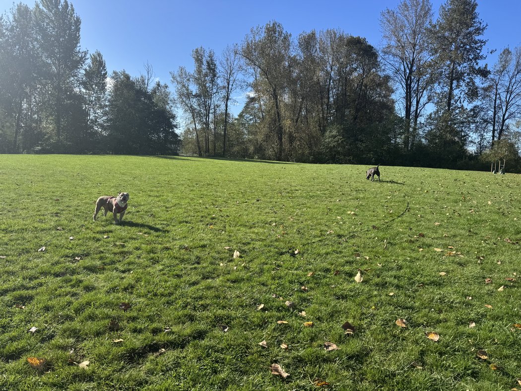 Two happy dogs playing in a sunny field