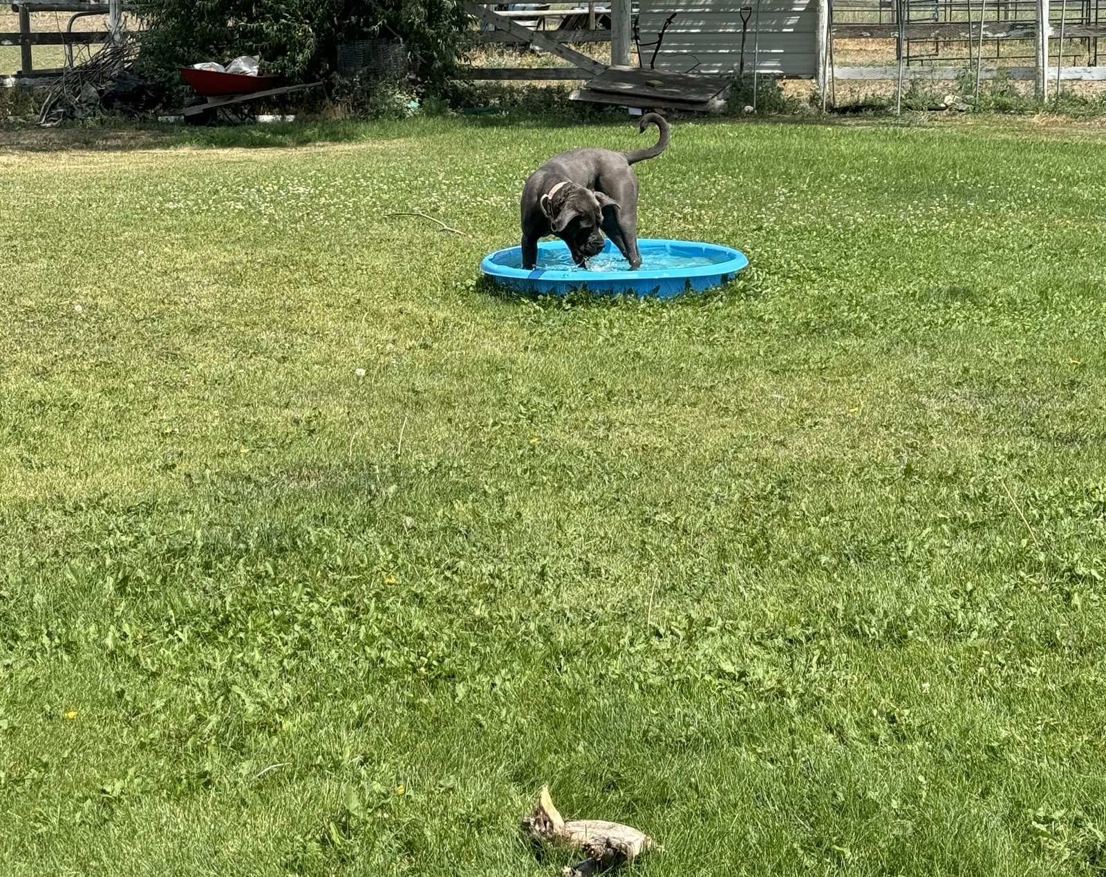 A happy dog cooling off in a splash pool in a clean backyard
