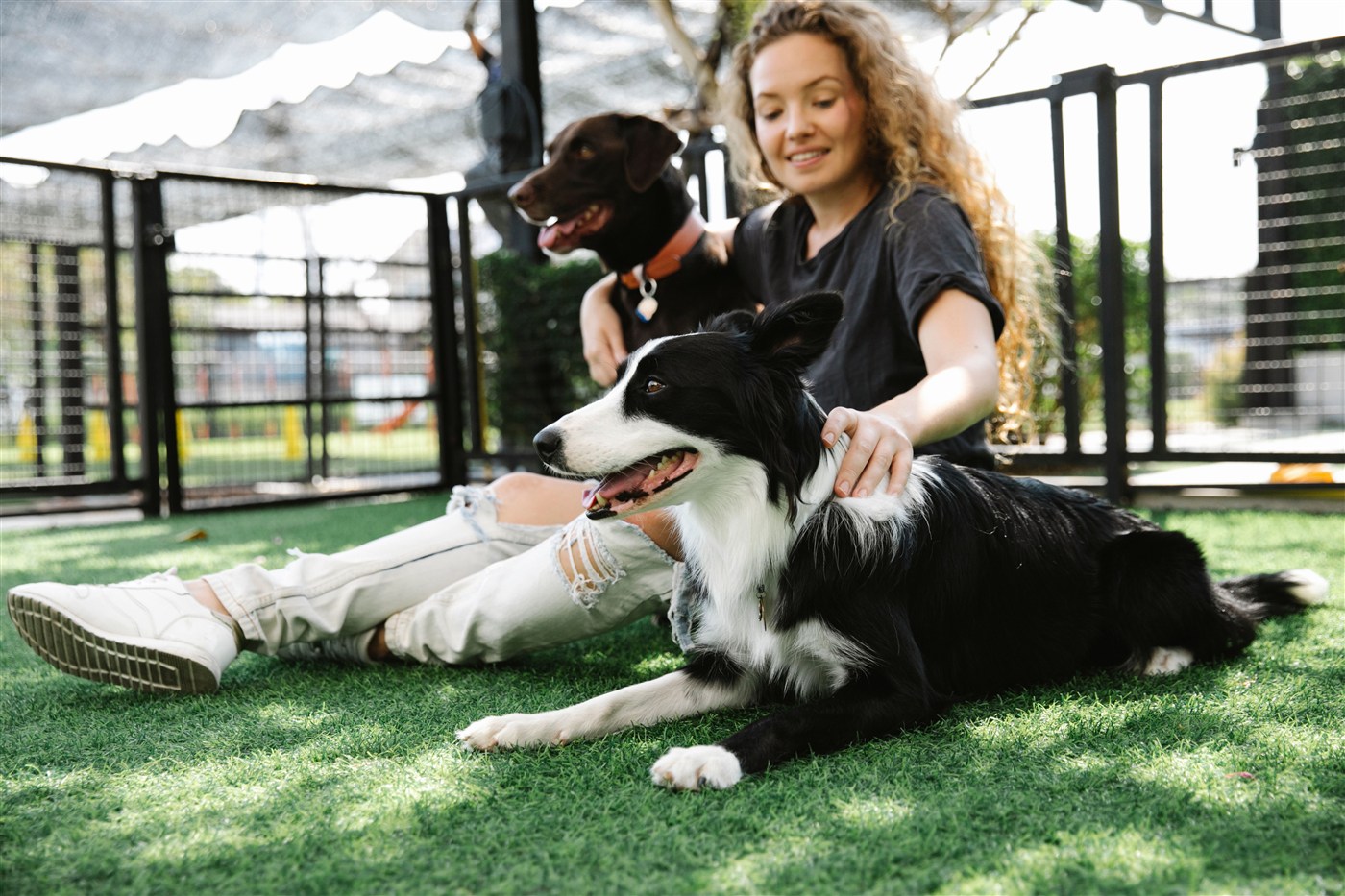 A staff member with two dogs at a professional dog daycare facility