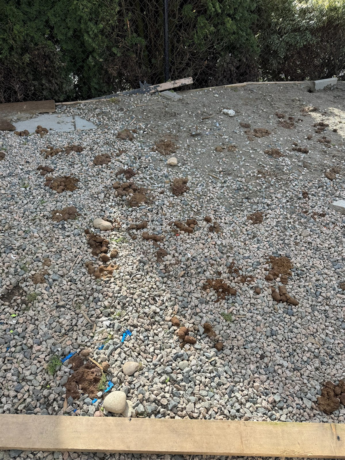 A gravel yard with significant dog waste buildup before a Woof Waste one-time cleanup