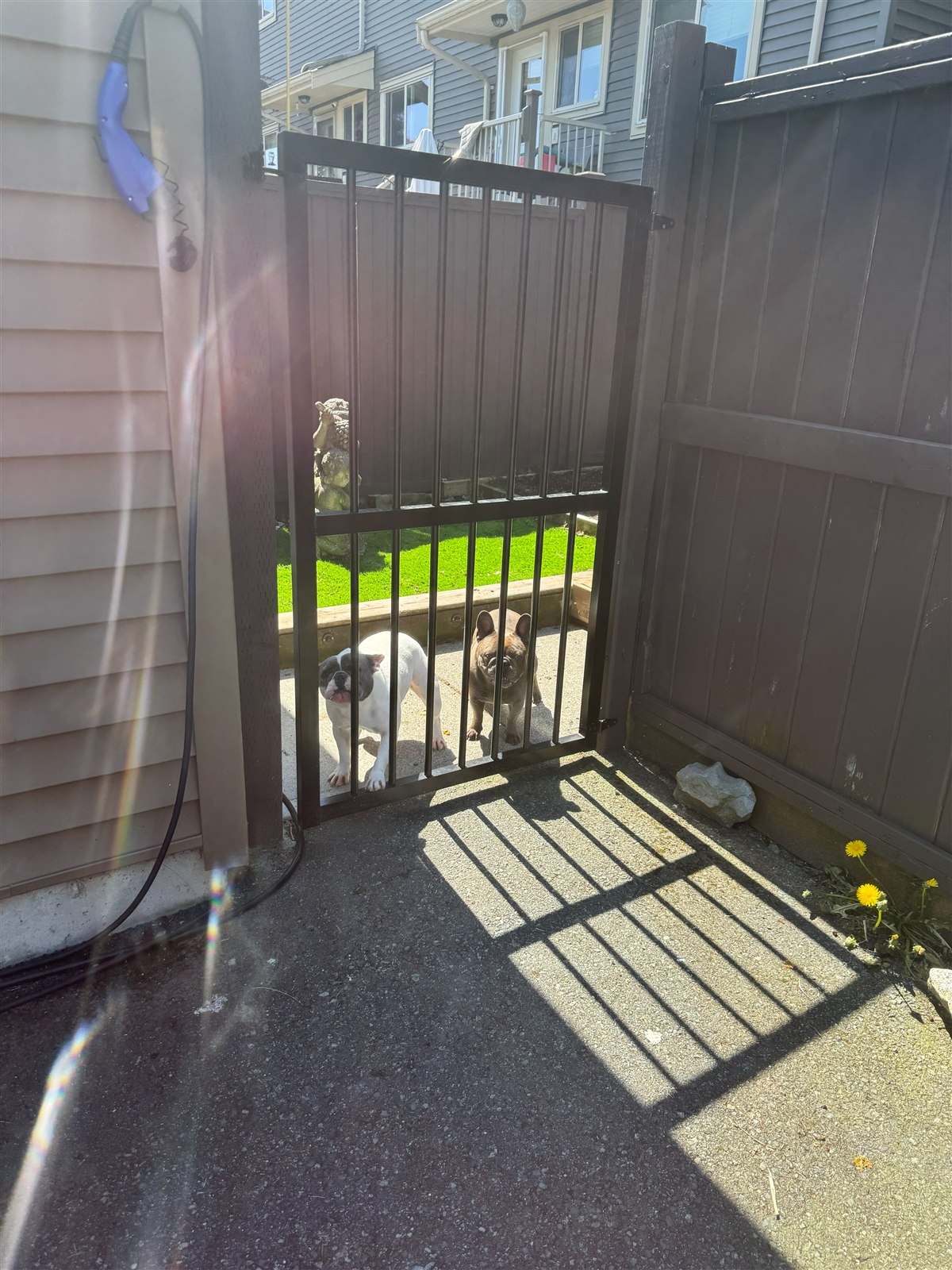 Two French Bulldogs behind the closed gate in a client's backyard