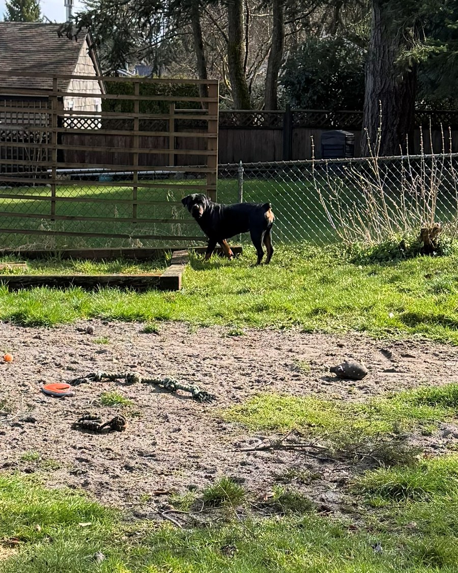 A Rottweiler standing in a clean, fenced backyard