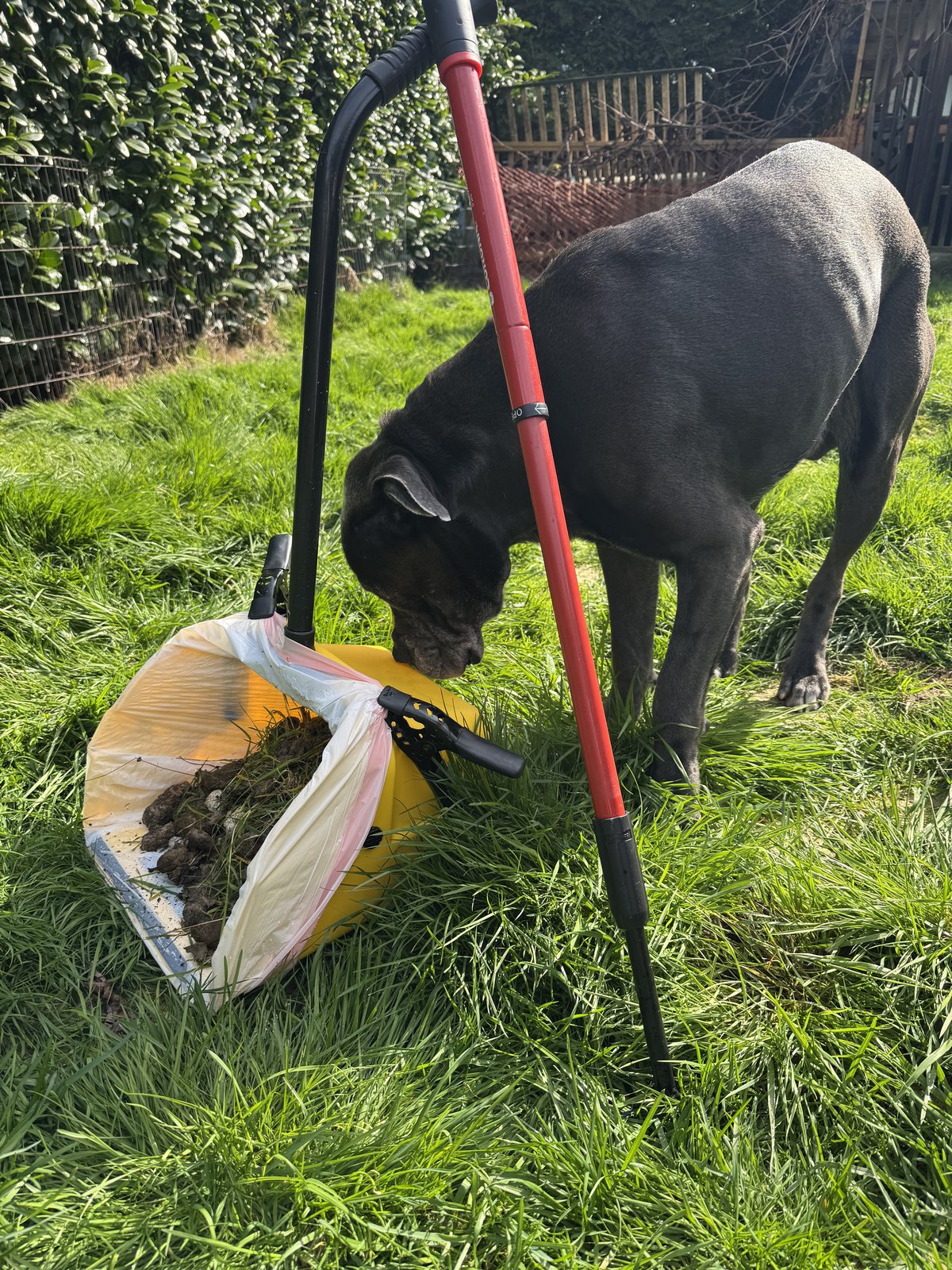 Woof Waste scooping tool with waste collected in a client's yard