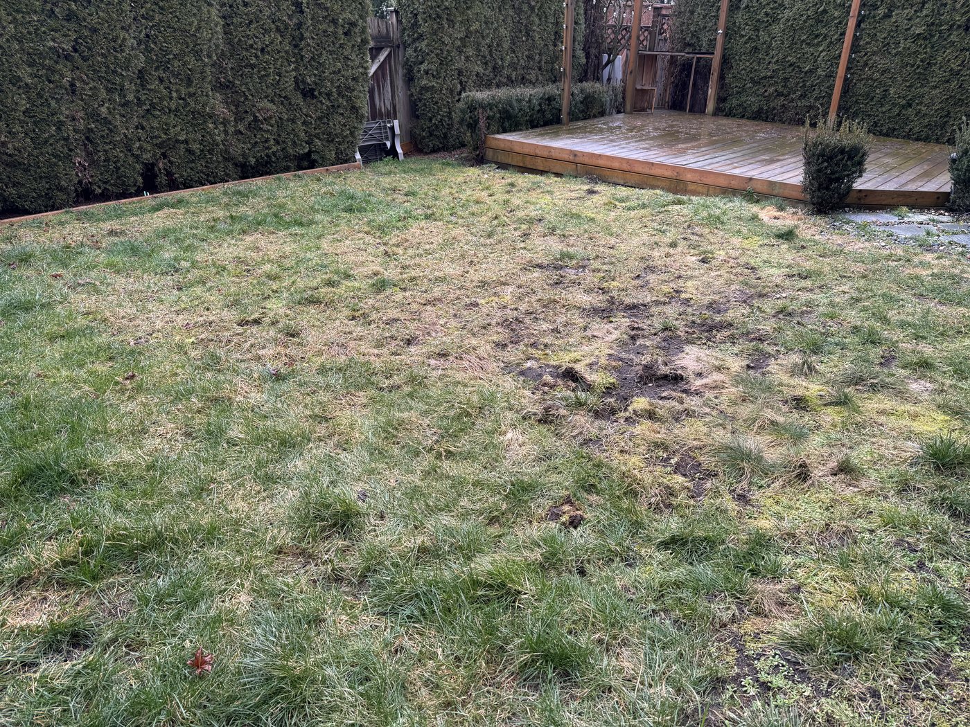 A second yard fully cleaned after a Woof Waste cleanup