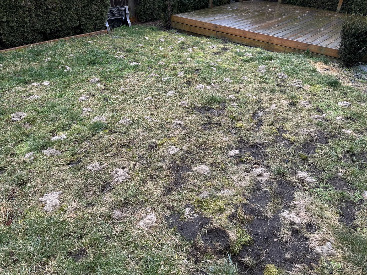 A second yard covered in dog waste before a Woof Waste cleanup